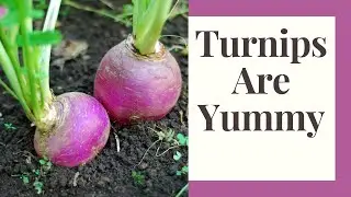 Grow Turnips 101