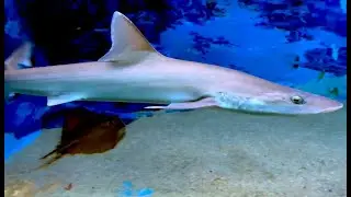 シロザメ　Spotless smooth-hound　Mustelus griseus