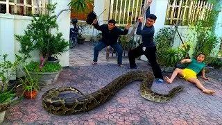 The SHOCKING Truth About Snake Behavior in Urban Areas
