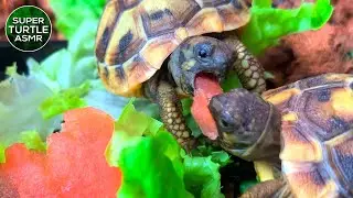 Turtle Eating Watermelon ❤️ ASMR Eating Animals #shorts