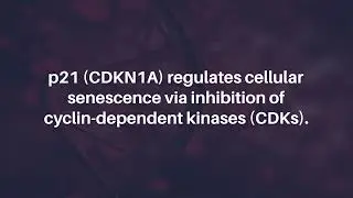 p21 Facilitates Chronic Lung Inflammation via Epithelial and Endothelial Cells | Aging-US