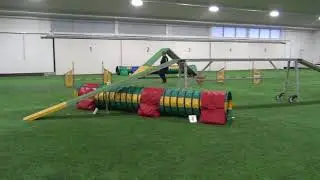 Vekara Agility , Griffon bruxellois , Latte , S2 , B