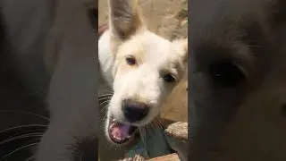 So innocent Street puppy 😭😘 #compassion #pets #dog #pet #dogs #animals #animal #streetpuppy #shorts