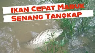 Menangkap Ikan Menggunakan Tuba | Racun ikan Tradisional | Makan Di Sungai