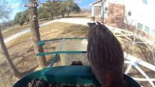 Male Finch Has Feeder To Himself 