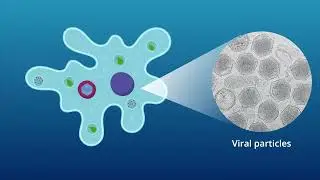 How Giant Viruses Mature: New Evidence from the Medusavirus Sheds Light
