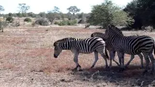 Kruger NP - Zebras