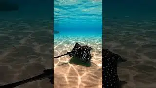 🌊 Unbelievable Footage! Stunning Spotted Stingray in Crystal Clear Water! #animals2025