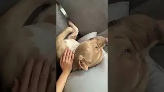 #kitten #cute #funny #funnypaws #pets #funny #bollywood  #pitbull #americanbully #pawsn