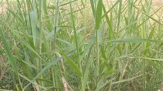 para grass cattle feeding || para grass || #farming #shorts #cattle feeding #grass