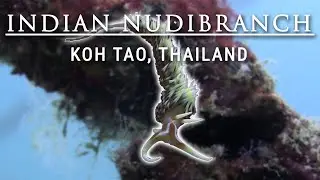 Indian Nudibranch #kohtao #uwvideo #nudibranch