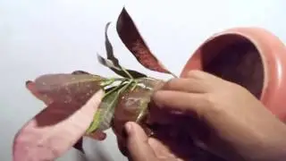 How to Get rid of Croton Scale Insects / Neem Oil / Winter Care // Mammal Bonsai