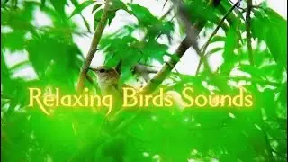 Relaxing Sleep Music, Birds Sounds, Sounds of Nature, Deep Meditation Music, Heavenly SoundsPH
