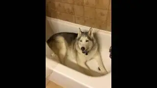 Husky's Stubbornness Pays Off Finally