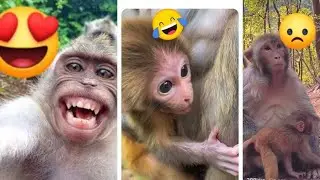 Monkey food video awesome animal life vlog video how to beautiful animal video how to monkey video