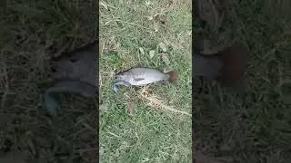Big spangled perch￼