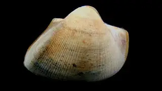 Cucullaea labiata