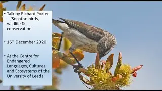 Socotra: birds, wildlife and conservation (Richard Porter)