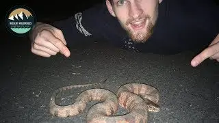 Red-bellied Water Snake Vs  Northern Water Snake *Snake Bite*