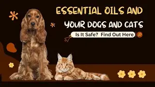 Should You Diffuse Essential Oils Around Pets? Everything You Need to Know