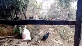 Kyndit ka syiar ba pynma kumta ka pah tieng ka syiar 