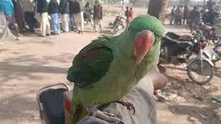 Rawalpindi Birds Market Khana Pull 18th January 2026