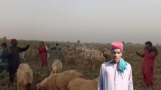 Baloch Brothers Sheep's 🐏 In desert 🏜️ village Pakistan 🇵🇰