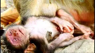 New Update:Newborn baby of Duchess become very weakness after full down from tree,Hope baby survive
