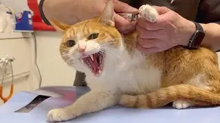 神の手を持つ先生がいる病院で凶暴猫の爪切り！11回目！今回は暴れました！