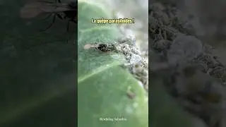 Les gu&ecirc;pes parasito&iuml;des
