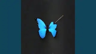 Бабочка