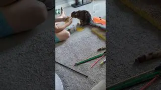 &euro;URO Scottish Fold Help Open Plastic Bag
