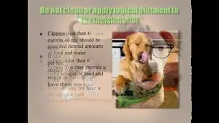 SCAS Caring for Your Dog After Surgery