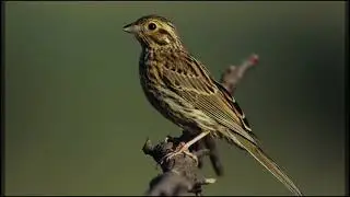 Reclamo Del Escribano Sote&ntilde;o (Emberiza Cirlus)
