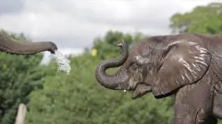 The African Elephants at West Midland Safari Park have created their own waterpark!