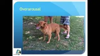Trish McMillan Loehr - Sheltering the hard to shelter dog
