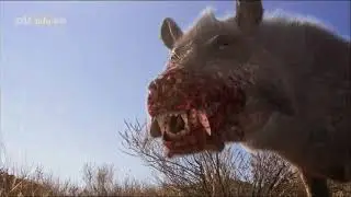 Das Killerschwein - Pr&auml;historische J&auml;ger [zdf Doku]