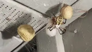 Big yellow garden spider finishing up 4th egg sac!