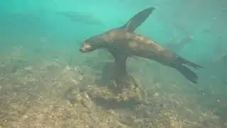 Full day freediving in baja mexico, Bahia Magdalena. 