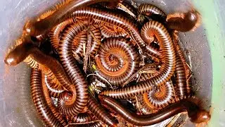 At Midnight Amazing Discovery of Hundreds of Giant Millipedes in My Backyard