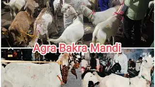Agra Bakra Mandi (Hing ki mandi) Tohid idea