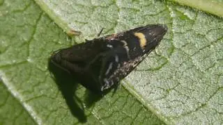 キモンホソハマキモドキ Glyphipterix japonicella のペア