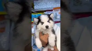 Blue Eyes Husky Puppy Sale in Kolkata. #pets #dogbreed