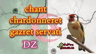 تغريد حسون غازرات سرفاتيchant chardonneret gazret servati
