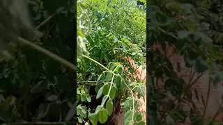 शेवगा रोपे मिळेल,घरपोच रोपे 9763396793 /9822050489