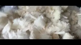 CRIMP- class german whiteface wool 