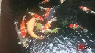 Koi Pond Service