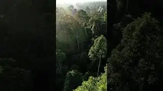 Perfect nature | jungle relaxation #4kscenery #4KAmbience #junglerelaxation #AlasVibes
