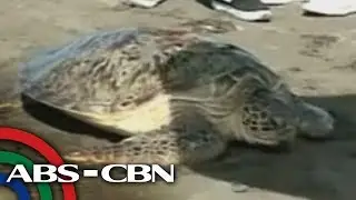TV Patrol Ilocos - Green Sea Turtle napadpad sa Badoc, Ilocos Norte