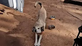 Stray Dog Runs After Woman&rsquo;s Minibus, Refusing To Be Left Behind